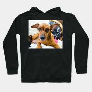 Red miniature pinscher dog portrait Hoodie